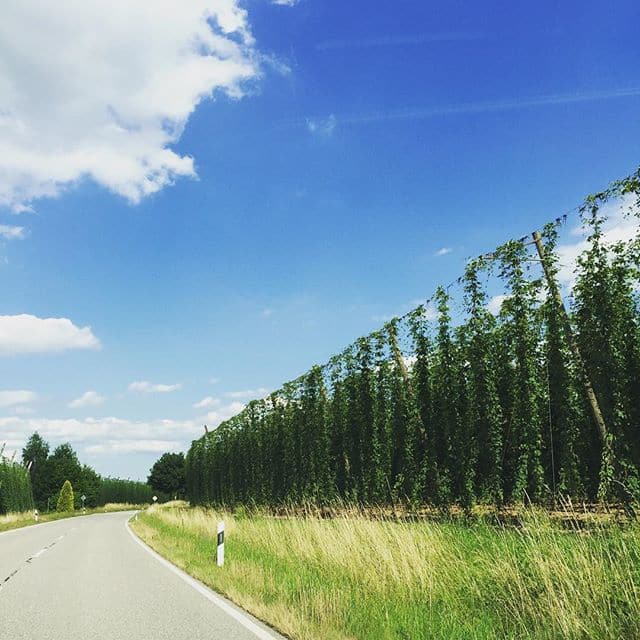 Sommer in der Hallertau.